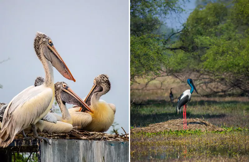 bharatpur-67