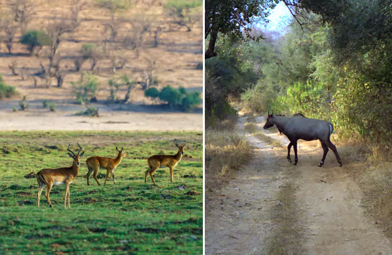 sariska1-67